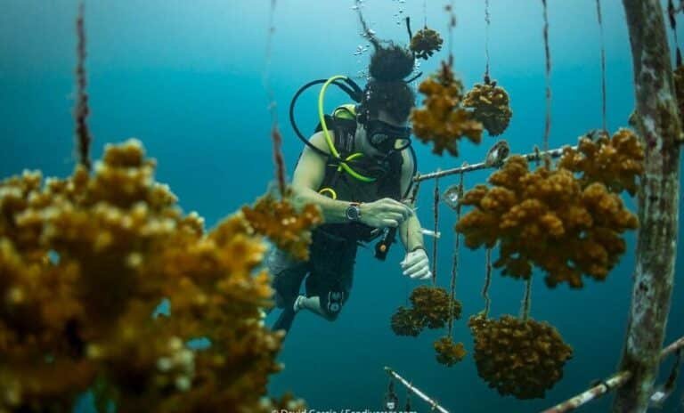 por-que-los-cientificos-estan-cultivando-corales-en-laboratorios
