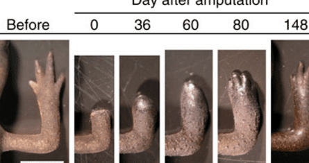 por-que-los-cientificos-estudian-la-regeneracion-de-las-salamandras