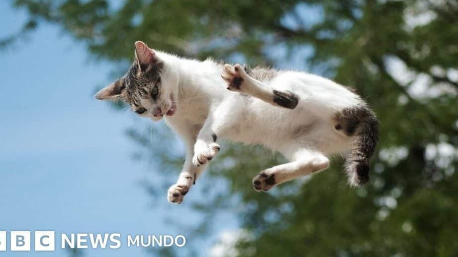 por-que-los-gatos-siempre-caen-de-pie-fisica-del-movimiento