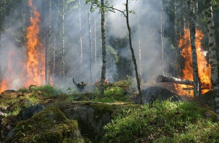 por-que-los-incendios-forestales-son-cada-vez-mas-intensos-y-frecuentes