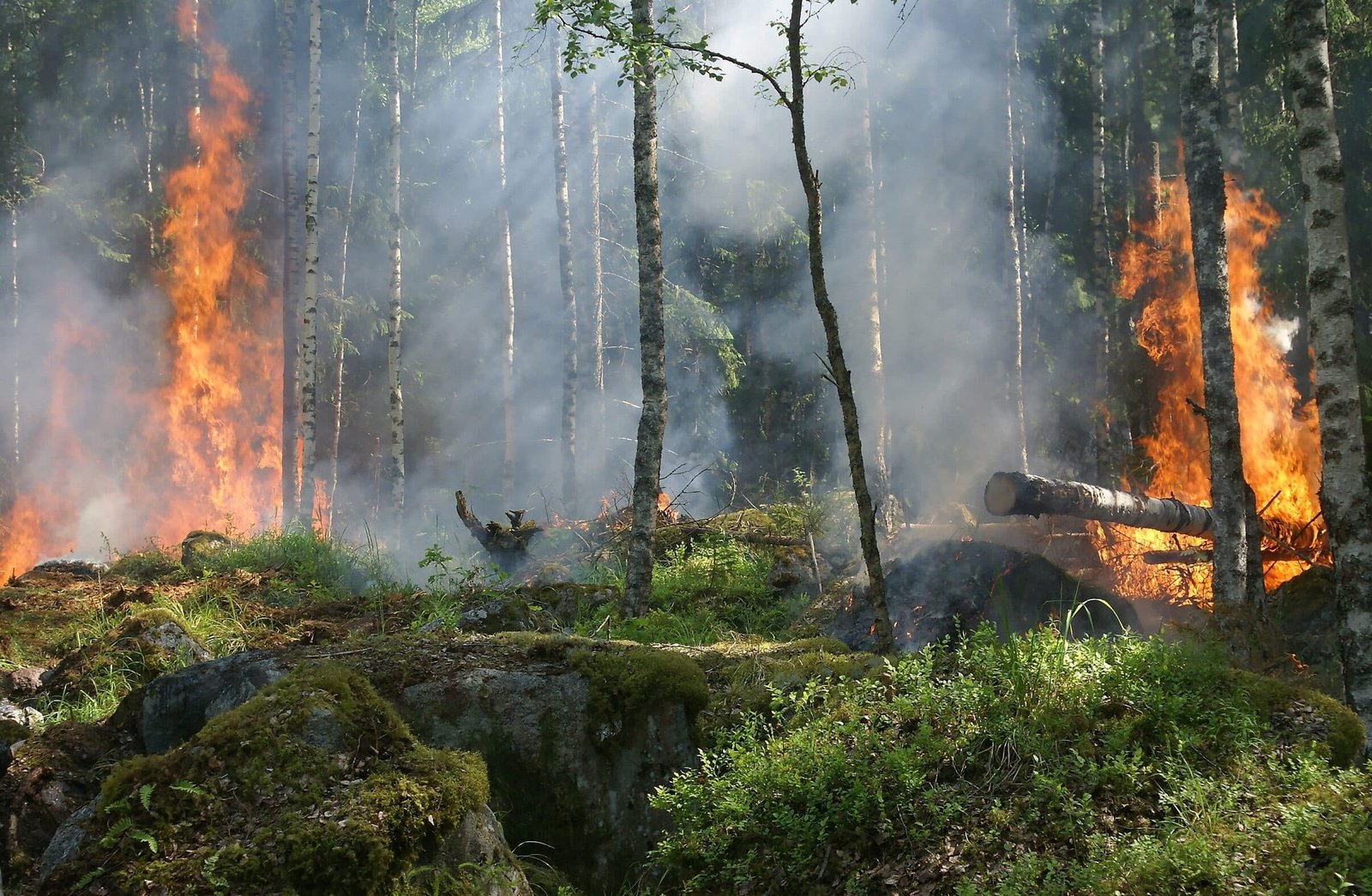 por-que-los-incendios-forestales-son-cada-vez-mas-intensos-y-frecuentes