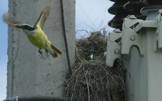 un-estudio-muestra-como-el-ruido-del-trafico-afecta-a-las-aves