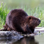 un-estudio-muestra-como-los-castores-ayudan-a-combatir-la-sequia