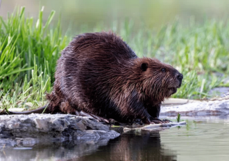 un-estudio-muestra-como-los-castores-ayudan-a-combatir-la-sequia