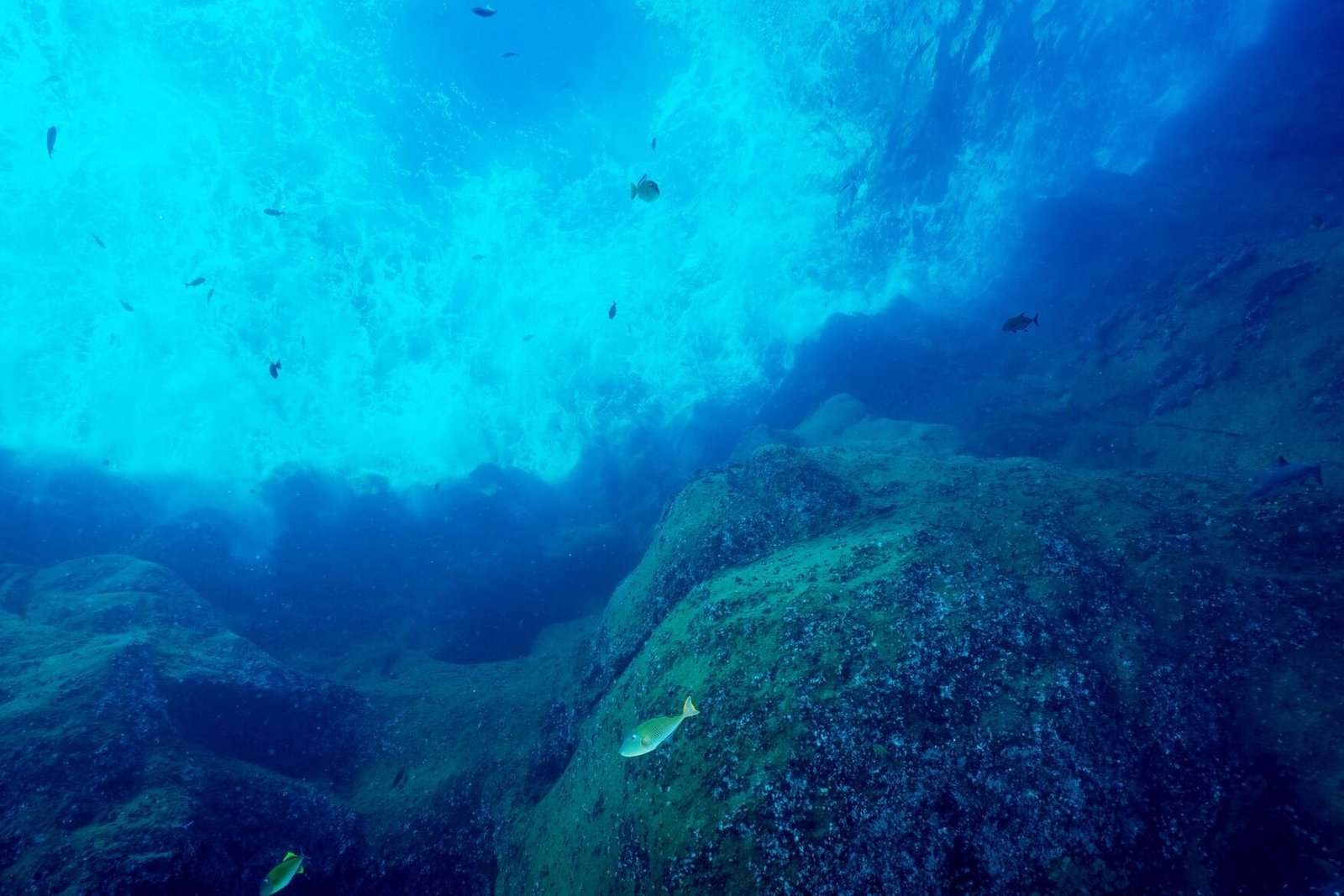 un-estudio-revela-como-los-oceanos-estan-perdiendo-oxigeno