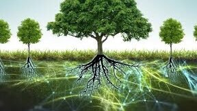 un-estudio-revela-que-los-arboles-se-comunican-a-traves-de-hongos