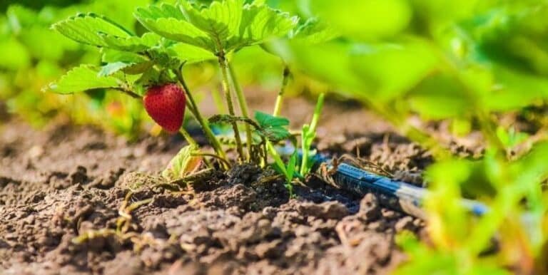 la-ingenieria-de-los-sistemas-de-riego-por-goteo-de-precision